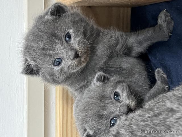 magnifique chaton châtreux à donner 