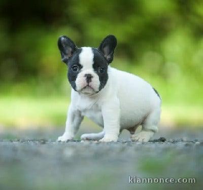 chiot bouledogue français à donner 