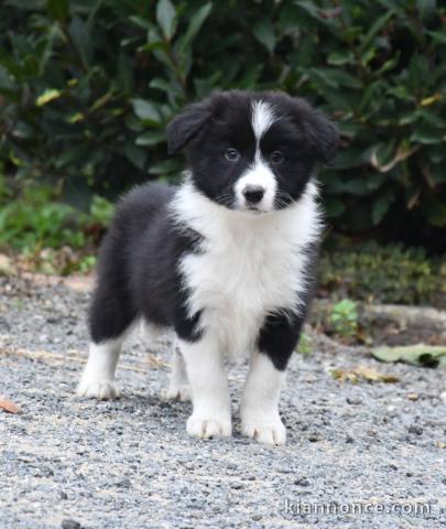 Chiots Border Collie a donné contre bon soin 