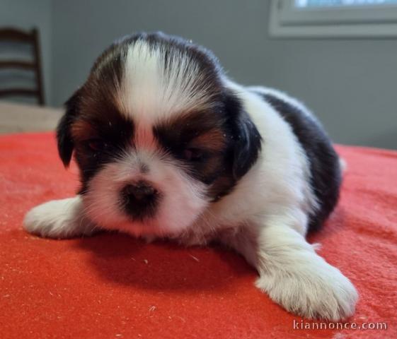 magnifique chiot Shih Tzu à donner 