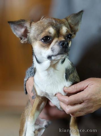 adoable chiot chihuahua femelle a donner 