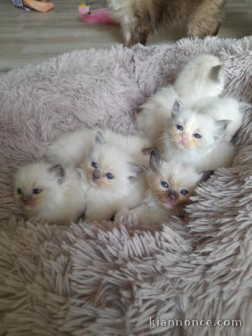 Dons chaton ragdoll femelle et mâle 