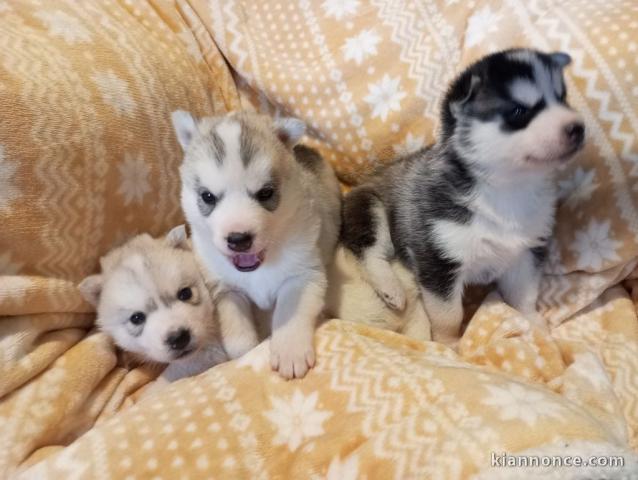 Dons chiot husky sibérien 
