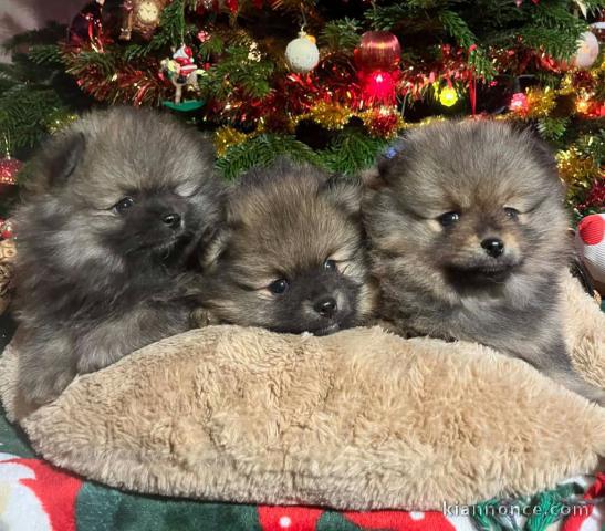 magnifique chiot spitz allemand disponible pour adoption 