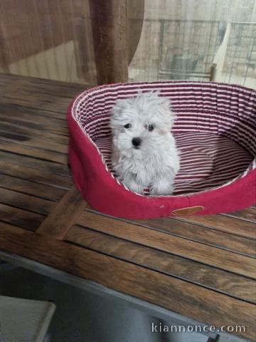 Magnifique chiot bichon maltais disponible 