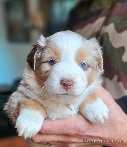 Adorable chiot berger disponible 