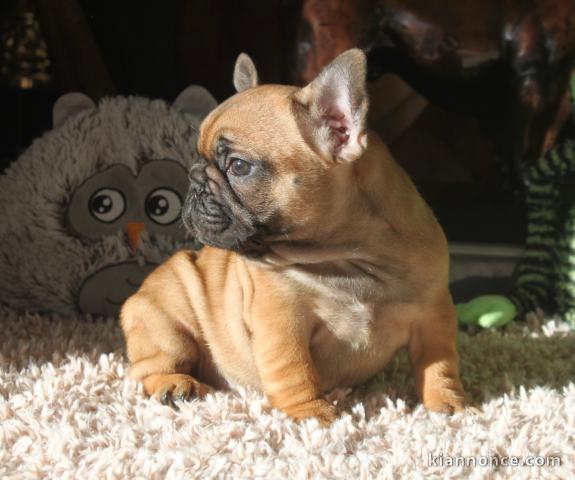 Magnifique chiot bouledogue français 