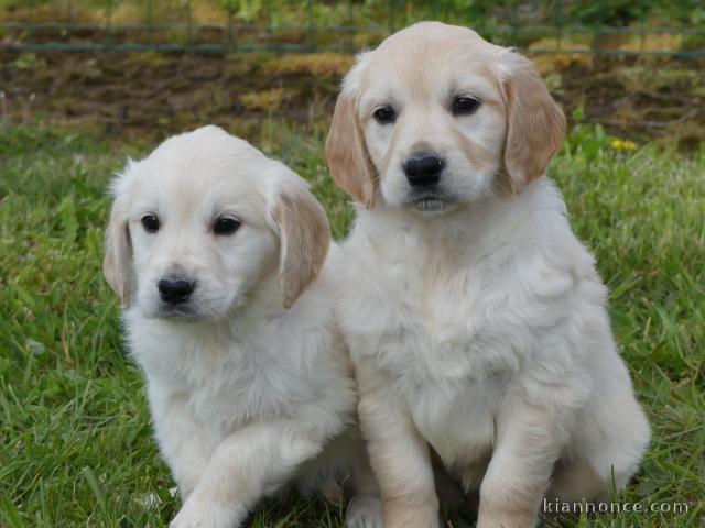 adorable chiot golden retriever disponible 