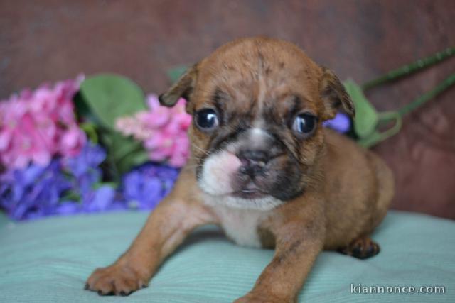 chiot bouledogue anglais 