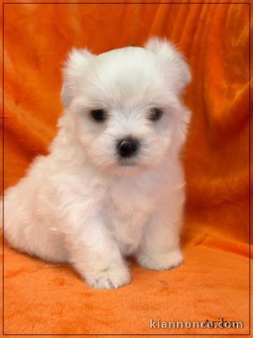 bébé chiot bichon maltais à donner 