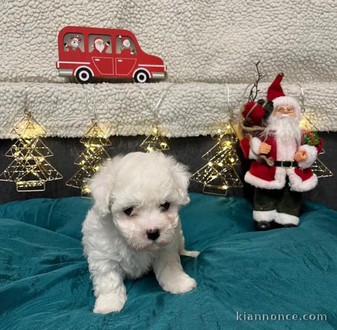 chiot bichon frisé femelle a donner 