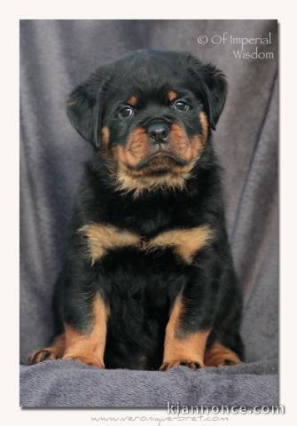 adorable chiot rottweiler à adopter 