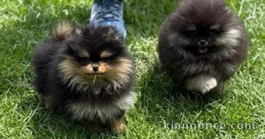 Kc Russian Pomeranian