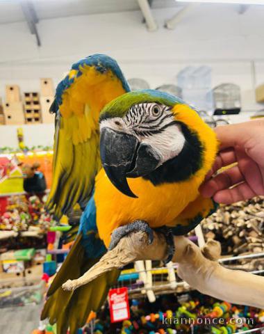 Super tame female Blue and gold macaw