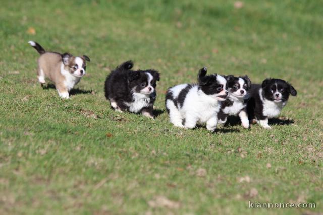 annonce chiot chihuahua disponible 
