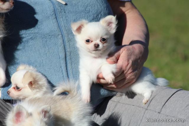 je donne chiot chihuahua femelle 