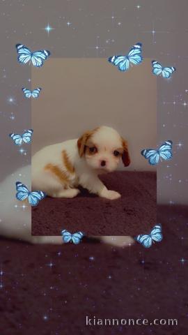 bébé chiot cavalier king charle femelle a donner pour noël 