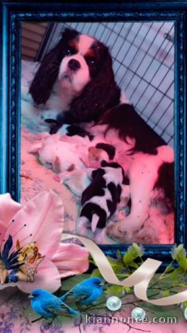 adoption chiot cavalier king charle 