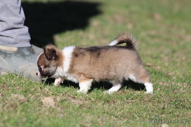 Dons chiot chihuahua femelle 