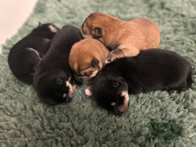 je donne chiot Shiba inu 