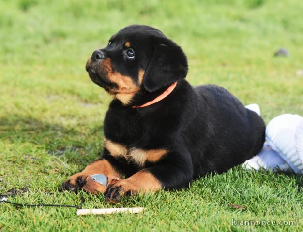 je donne chiot rottweiler 