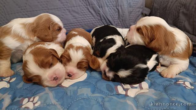 chiot cavalier king charle disponible 