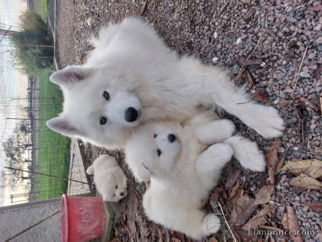 Magnifique chiot samoyède a donner 
