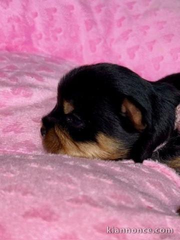 Adorable chiot Yorkshire femelle 