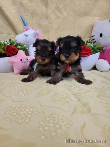 Adorable chiot Yorkshire mâle et femelle 