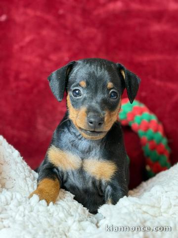 à adopter chiot pinscher nain 