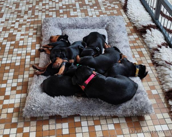 je donne chiot pinscher nain disponible 