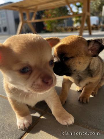 Chiot chihuahua adorable 