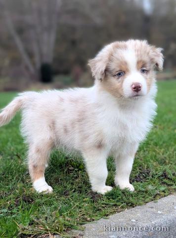 Adorable chiot berger australien à adopter 