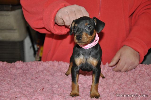 Chiot pinscher nain disponible 