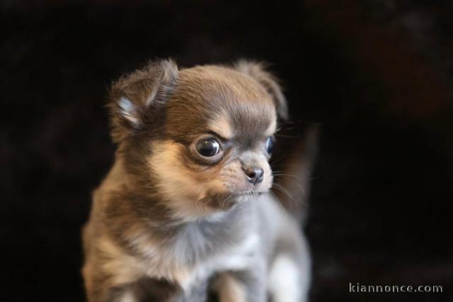 Adorable chiot chihuahua 
