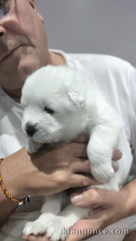 Magnifique chiot samoyède a donner 