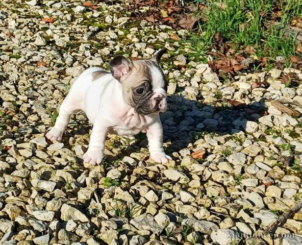 Adorable chiot bouledogue français 
