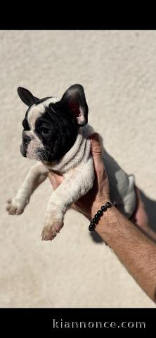 adorable chiot bouledogue français à donner 