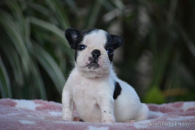 magnifique chiot bouledogue français 