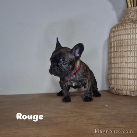 chiot type bouledogue français disponible 