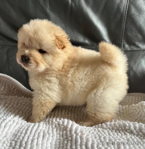 adorable chiot chow chow à donner 