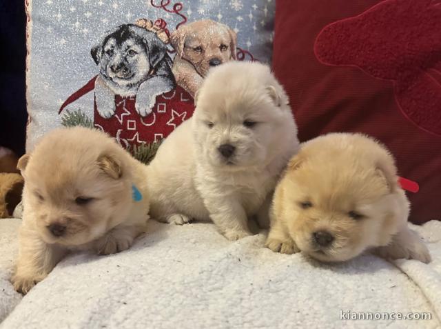 Dons chiot chow chow disponible 