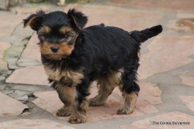 je donne des chiots Yorkshire 