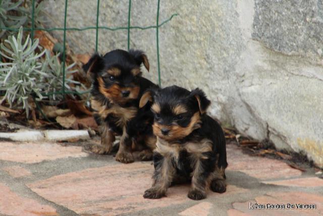 adorable chiot York femelle et mâle disponible 