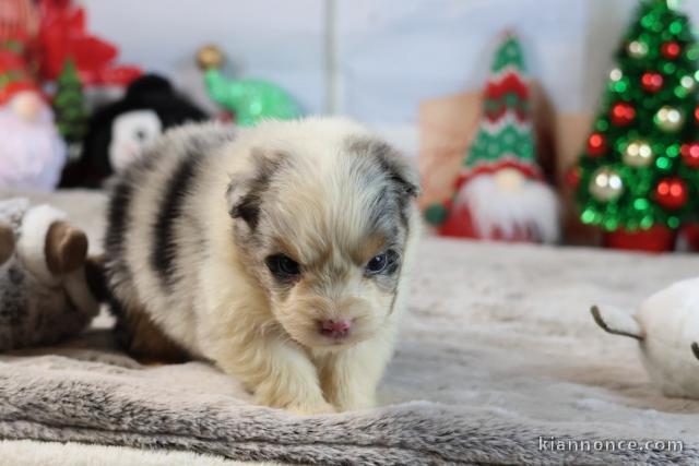 adorable chiot berger australien 