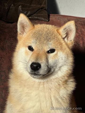 adorable chiot de Shiba inu a donner femelle 