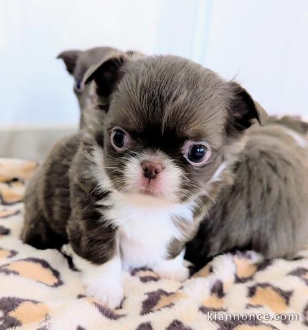 adorable chiot chihuahua femelle 