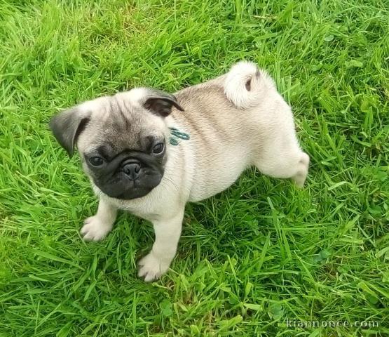 chiot carlin disponible pour adoption 