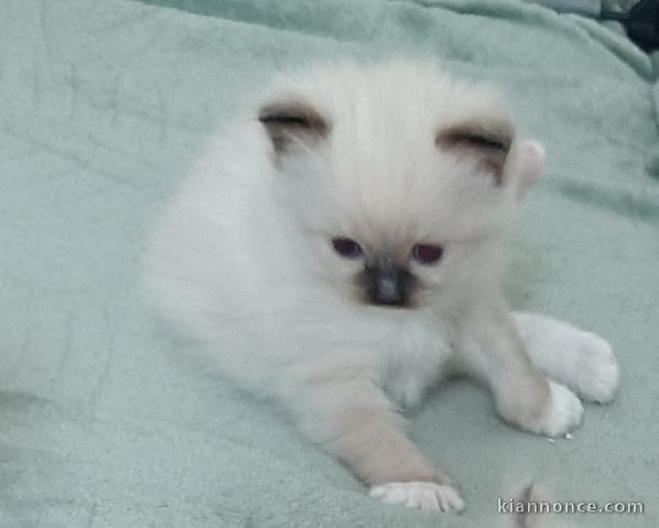 magnifique chaton ragdoll 