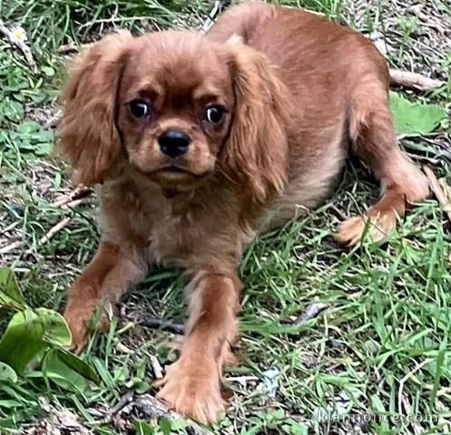 bébé chiot cavalier king charle disponible 